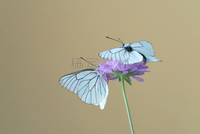 蝴蝶,白色,黑色,田野猎犬,黑脉纹白蝴蝶,杀虫剂,水平画幅,无人,两只动物,动物身体部位