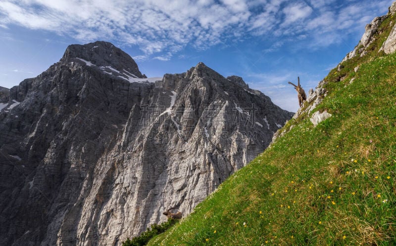 julian alps,阿尔卑斯山巨角山羊,可爱的,法国,野生动物,雄性动物,哺乳纲,草,山羊,动物