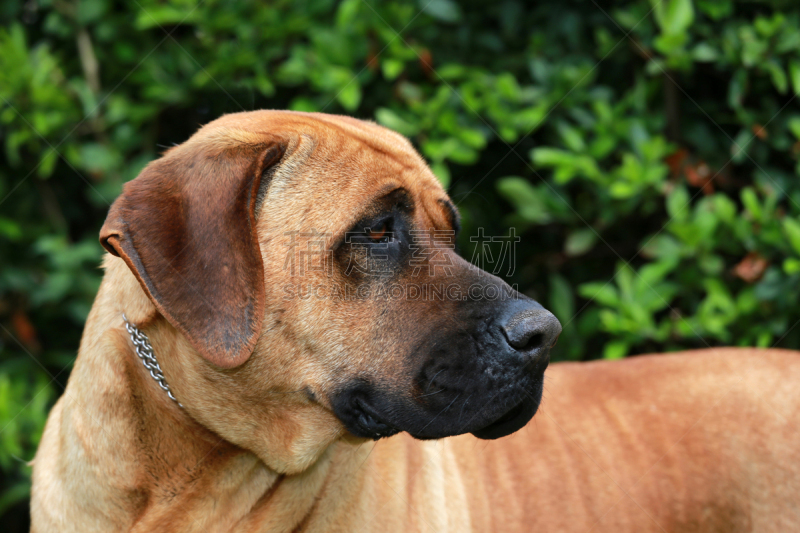 动物头,特写,牛头獒,土佐斗犬,手蒙眼,獒,警犬,拳师犬,饲养员,牧羊人