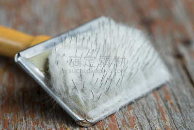 狗,小的,白色,宠物美容师,剪刀,剪头发,纯种犬,专业人员,泰国,动物