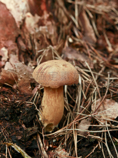 草,月桂树叶,植物菌根,白蘑菇,porcini mushroom,垂直画幅,林区,无人,苔藓,俄罗斯