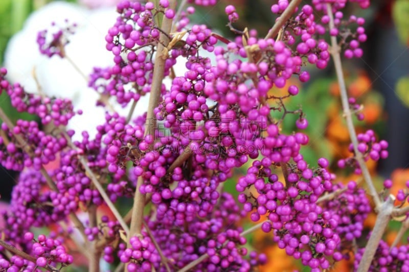 Schönfrucht, Zweige, Dekoration, Blumenschmuck, Markt