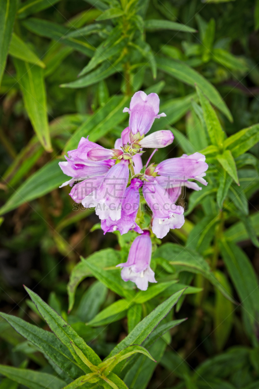 粉色,tubularia,开粉花的山茱萸,箭木,德比,垂直画幅,无人,英格兰,夏天,特写