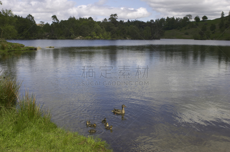 鸭子,赫斯湖,水没脚踝,小丘,水,天空,小鸭子,公园,水平画幅,山