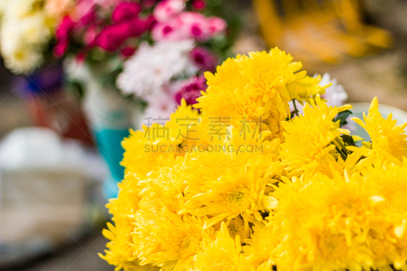 菊花,清新,色彩鲜艳,自然美,植物,货摊,夏天,马来西亚,自然,黄色