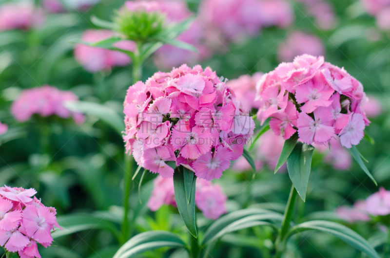 Dianthus chinensis (China Pink, Sweet William flower )