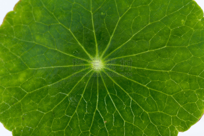 草,黄金,水平画幅,形状,缓慢的,膀胱,待遇,非凡的,植物,远古的