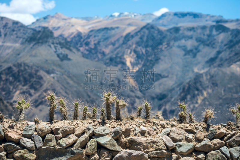 荆棘,山,仙人掌,篱笆,秘鲁,浅的,科尔卡峡谷,背景,选择对焦,长的