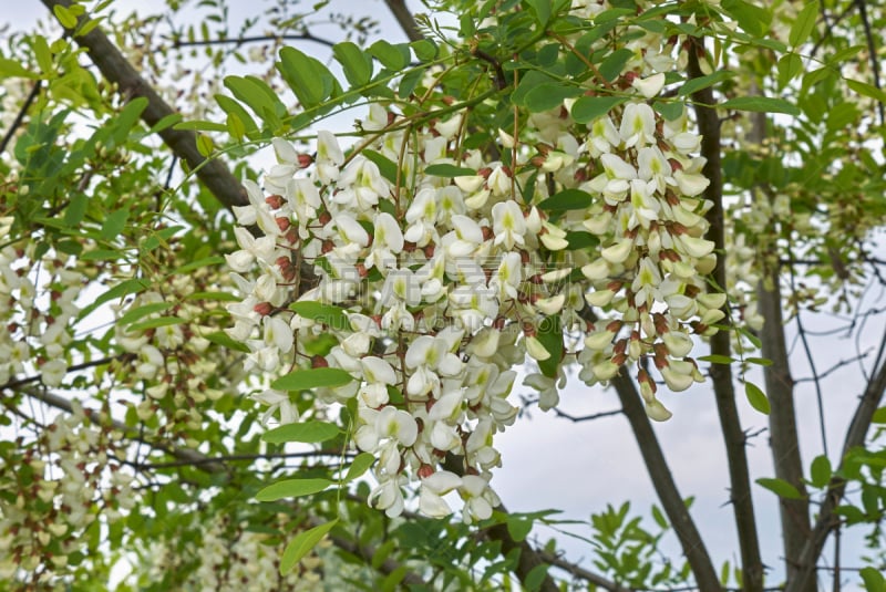 洋槐,医学湖,阿尔伯塔省,自然,水平画幅,无人,花序,夏天,特写,花