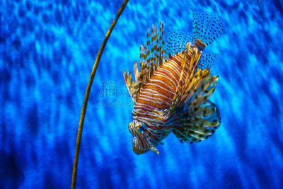 水族馆,蓑鲉,蓝色背景,特写,水,美,水平画幅,水肺潜水,无人,水下