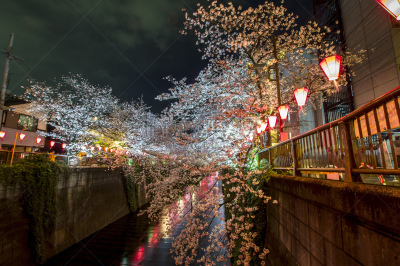 樱花,夜晚,灯笼,纸灯笼,风,日本灯笼,目黒区,传统节日,著名景点,吉野樱花