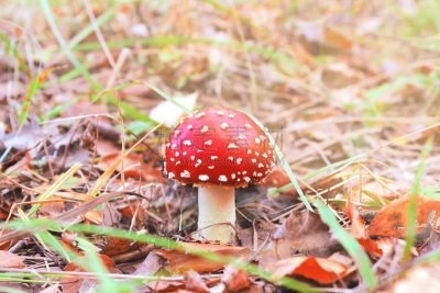 红色,有毒生物体,特写,毒蝇菇,蘑菇,森林,蔬菜,起源,选择对焦