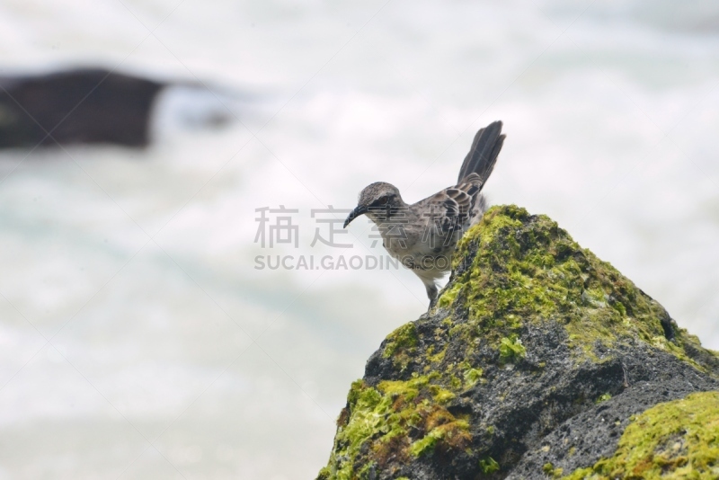 嘲鸫,岩石,埃斯帕诺拉群岛,加拉帕戈斯群岛,厄瓜多尔,野生动物,旅游目的地,水平画幅,无人,鸟类