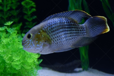 鱼类,水族馆,绿色,动物主题,海洋生命,热带气候,野生动物,一只动物,动物,海鱼
