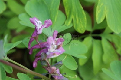 紫堇,花朵,动物,自然,水平画幅,绿色,植物的组成部分,无人,有毒生物体,花序