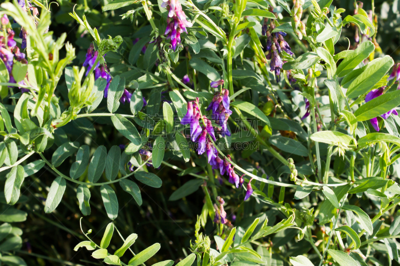Wild Purple flower in the forest. Vícia crácca.