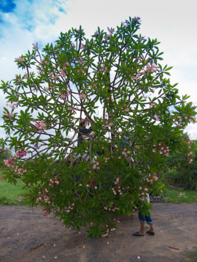 赤素馨花,卡车,垂直画幅,美,芳香的,spa美容,夏天,异国情调,泰国,白色