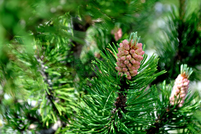 松树,褐色,水平画幅,绿色,无人,松科,焦点,针叶,大特写,白昼