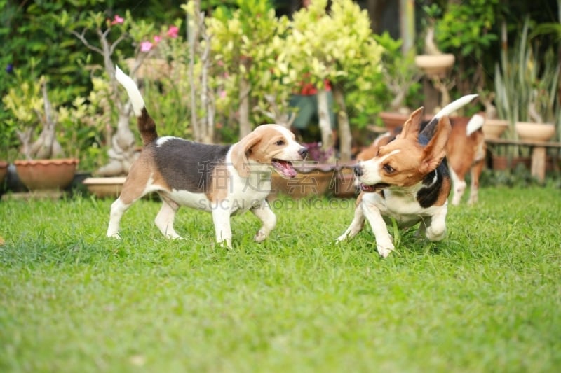 比格犬,进行中,草坪,成年的,狗,小狗,公亩,美,褐色,水平画幅