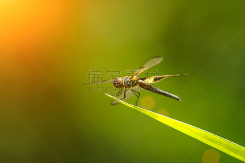 蜻蜓,刀刃草,自然,无脊椎动物,野生动物,水平画幅,夏天,沼泽,特写,豆娘