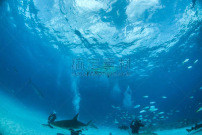 鲨鱼,巴哈马国,公牛,水,水平画幅,水肺潜水,无人,水下,野外动物,夏天