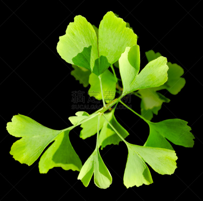 叶子,银杏树,自然,水,替代疗法,辅导讲座,水平画幅,地形,无人,银杏