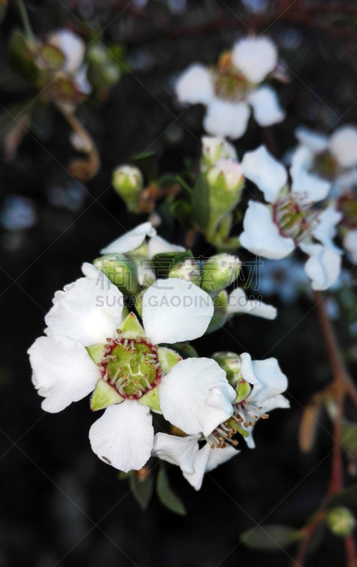 薄子木属,海岸线,白色,茶树,垂直画幅,新南威尔士,无人,澳大利亚文明,茶树油,户外