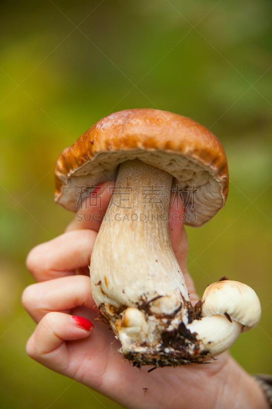 牛肝菌,森林,自然美,垂直画幅,秋天,羊肚菌,无人,蘑菇,生食,户外