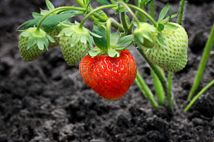 草莓,灌木,园林,园艺,单一栽培,水果,农业,泥土,水平画幅,夏天