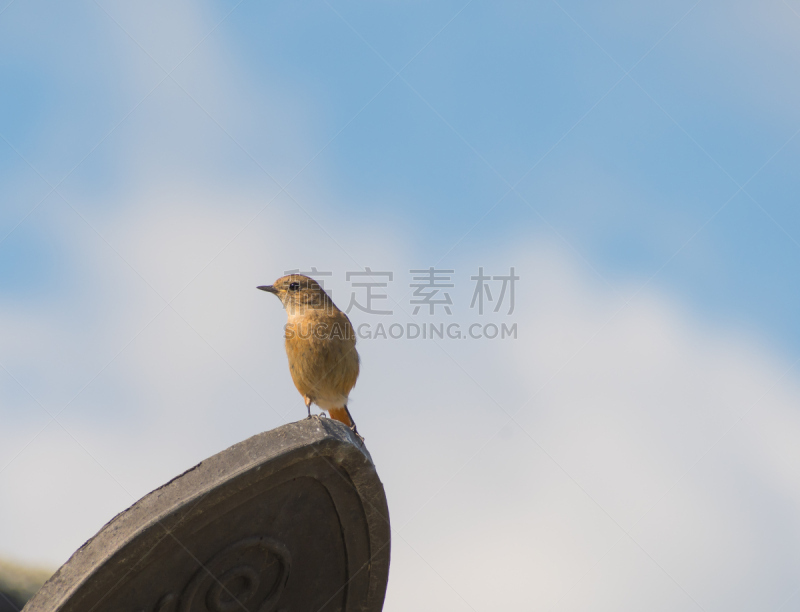 北红尾鸲,雌性动物,韩国,无人,屋顶,野生动物,橙色,图像,天空,水平画幅