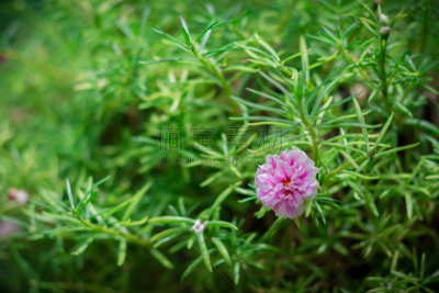 洋蔷薇,美,图像特效,在下面,柔焦,日光,早晨,德斯礼,欧洲防风草,马齿苋