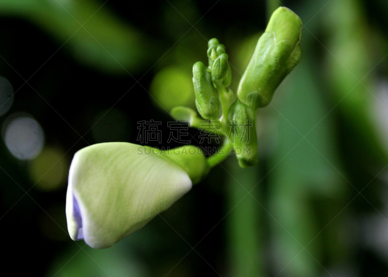 斯里兰卡,紫色,花蕾,植物,彩色图片,家庭花园,翅膀,豌豆,四角豆,看