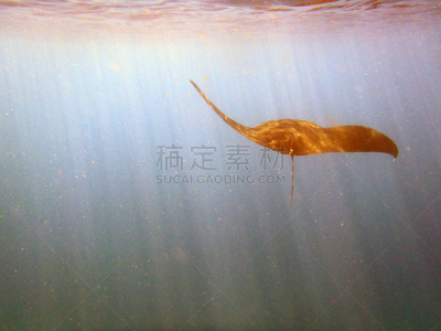 大鹞鱼,波音达猎犬,水,水平画幅,水肺潜水,巨大的,水下,鲨鱼,动物身体部位,边界