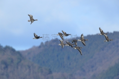 豆雁,动物迁徙,雁属,自然,天空,野生动物,水平画幅,蓝色,鹅肉,丘陵鹅