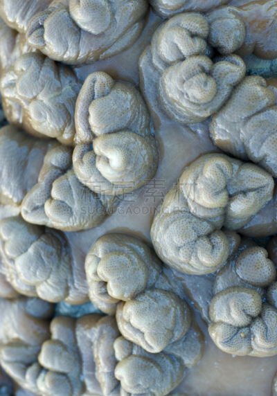 珊瑚,背景,牛皮,自然,垂直画幅,式样,形状,绿色,无人,水下