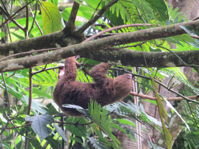 三趾树懒,tortuguero national park,里蒙省,哺乳纲,野生动物,水平画幅,无人,野外动物,户外,哥斯达黎加