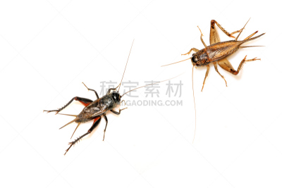 蟋蟀,直翅目,昆虫,蚱蜢,水平画幅,生物,无人,特写,害虫,动物