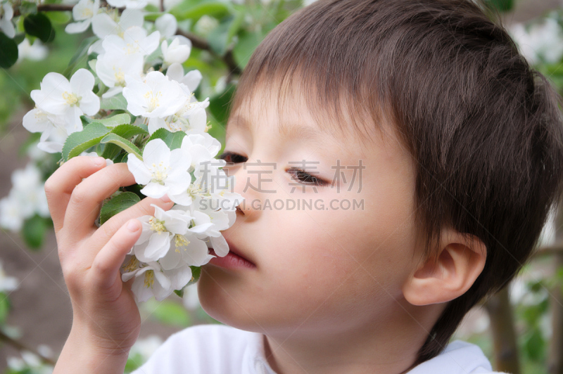 芳香的,男孩,花朵,苹果树,水平画幅,开胃品,白人,人的鼻子,白色,鼻器官上皮细胞