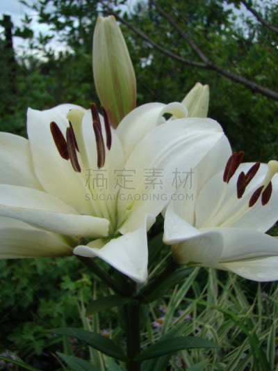 百合花,垂直画幅,植物,无人,2015年,特写,单子叶植物,摄影