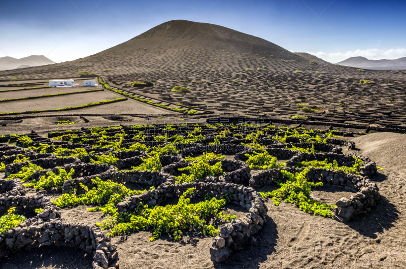 兰萨罗特岛,葡萄园,有蔓植物,围墙,洛杉矶,格里巴,timanfaya national park,西班牙,加那利群岛,葡萄酒