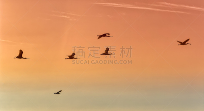 琵鹭,天空,罗西欧,白鹭,维尔瓦省,安达卢西亚,观鸟,生态旅游,水,水平画幅