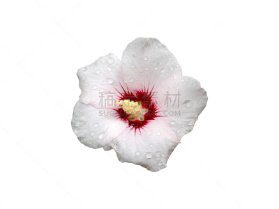 玫瑰,分离着色,木槿属,白色,粉色,深的,红色,沙隆,中心,心型