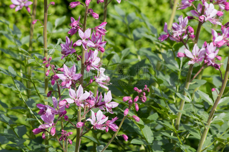 菜园,粉色,白藓皮,白藓属,芸香科,美,水平画幅,夏天,户外,特写