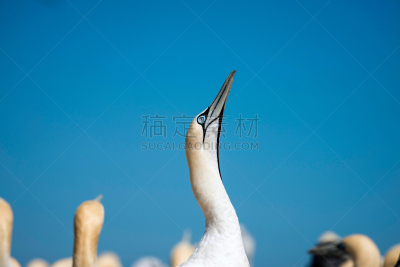 海角鲣鸟,注视镜头,鲣鸟,人口爆炸,水平画幅,鸟类,大西洋,动物身体部位,翅膀,一群鸟