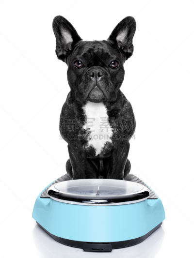 狗,健康食物,puggle犬,巴哥犬,餐具,垂直画幅,胡萝卜,素食,膳食,斗牛犬