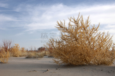 风滚草,自然,南美,脚印,水平画幅,沙子,岩石,蓝色,干的