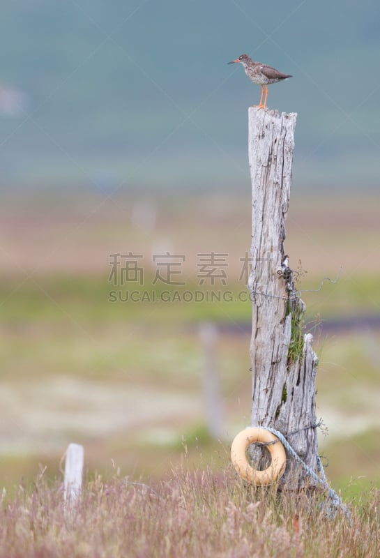 杆,自然,垂直画幅,野生动物,绿色,鸟类,鷸形目,钓竿,冰岛国,喙