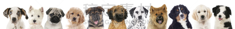 成一排,小狗,狗,与众不同,catahoula leopard dog,寻回犬,水平画幅,小的,巴哥犬,全景