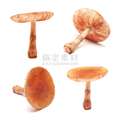 蘑菇,鹅膏菌,红色章鱼,毒蝇菇,褐色,无人,有毒生物体,背景分离,方形画幅,食用菌