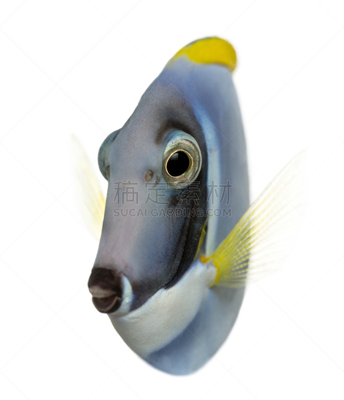 粉蓝颊纹鼻鱼,blue tang fish,分离着色,白色,粉末,垂直画幅,动物嘴,张着嘴,家畜,无人